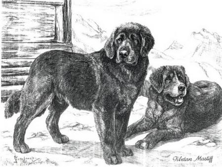 ANIMAL MYTIQUE ET LEGENDAIRE