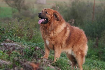 MOI XINDU DE NEW-FLAME