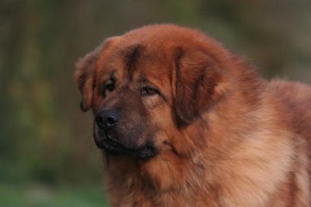 MON PREMIER BISOUNOURS