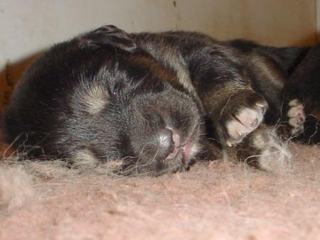 CHIOT DE TAI WIND'S MIN-ETT